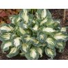 Bohyška Sieboldova 'Hans' - Hosta Sieboldova 'Hans'  Hosta Sieboldova 'Hans'