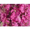 Kyprej vrbice 'Pink Blush' - Lythrum salicaria 'Pink Blush'  Lythrum salicaria 'Pink Blush'