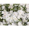 Plaménka šídlovitá 'Fabulous White'  - Phlox subulata 'Fabulous White'  Phlox subulata 'Fabulous White'