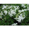 Plaménka šídlovitá 'Fabulous White'  - Phlox subulata 'Fabulous White'  Phlox subulata 'Fabulous White'