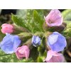 Plicník úzkolistý  'Twinkle Toe' - Pulmonaria angustifolia 'Twinkle Toe'  Pulmonaria angustifolia 'Twinkle Toe'