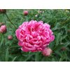 Pivoňka čínská 'Mme Emile Debatene' - Paeonia lactiflora 'Mme Emile Debatene'  Paeonia lactiflora 'Mme Emile Debatene'