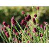 Krvavec toten 'Proud Mary' - Sanguisorba officinalis 'Proud Mary'  Sanguisorba officinalis 'Proud Mary'