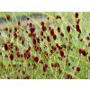 Krvavec toten 'Proud Mary' - Sanguisorba officinalis 'Proud Mary'  Sanguisorba officinalis 'Proud Mary'