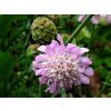 Hlaváč japonský  'Pink Diamonds' - Scabiosa japonica ' Pink Diamonds'  Scabiosa japonica ' Pink Diamonds'
