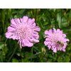 Hlaváč fialový 'Pink Mist' - Scabiosa columbaria 'Pink Mist'  Scabiosa columbaria 'Pink Mist'