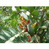 Řečík lentišek - Pistacia lentiscus  Pistacia lentiscus