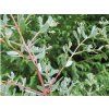 Blahovičník gunnii 'France Blue'  Eucalyptus gunnii 'France Blue'