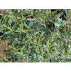 Blahovičník gunnii 'France Blue'  Eucalyptus gunnii 'France Blue'