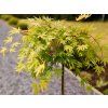 Javor dlanitolistý 'Cascade Citrine'  Acer palmatum 'Cascade Citrine'