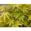 Javor dlanitolistý 'Cascade Citrine'  Acer palmatum 'Cascade Citrine'