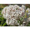 Kalina modroplodá 'Lisarose'®  Viburnum tinus 'Lisarose'