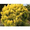 Hlavotis peckovitý 'Korean Gold'  Cephalotaxus harringtonii 'Korean Gold'
