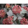 Tavola kalinolistá 'Red Baron'  Physocarpus opulifolius 'Red Baron'