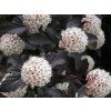 Tavola kalinolistá 'Red Baron'  Physocarpus opulifolius 'Red Baron'