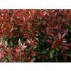 Blýskavka 'Little Perfecta'  Photinia 'Little Perfecta'