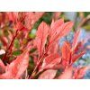 Blýskavka 'Little Perfecta'  Photinia 'Little Perfecta'
