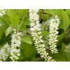 Itea viržinská 'Love Child'  Itea virginica 'Love Child'
