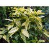 Aukuba japonská 'Crotonifolia'  Aucuba japonica 'Crotonifolia'