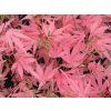 Javor dlanitolistý 'Taylor'  Acer palmatum 'Taylor'