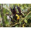 Kenedie černavá  Kennedia nigricans