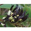 Kenedie černavá  Kennedia nigricans