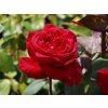 Stromková růže 'Erotika®'  Rosa 'Erotika®'