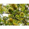 Citronečník trojlistý 'Flying Dragon'  Poncirus trifoliata 'Flying Dragon'