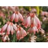 Vřesovec cerinthoides  Erica cerinthoides