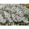 Vřesovec caniculata  Erica caniculata