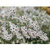 Vřesovec caniculata  Erica caniculata