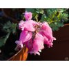 Dicentra Luxuriant