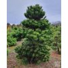 pinus nigra 6