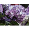Hydrangea macrophylla Ave Blue (1)