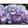 Hydrangea macrophylla Ave Blue (2)