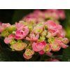 Hydrangea Curly Wurly (1)
