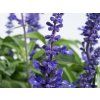 Šalvěj pomoučená - Salvia farinacea  Salvia farinacea
