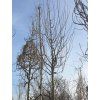 Švestka 'Hauszwetsche' - kontejner  Prunus domestica 'Hauszwetsche'
