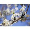 Švestka 'Hauszwetsche' - kontejner  Prunus domestica 'Hauszwetsche'
