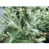 Vrba plstnatá 'Iceberg Alley'  Salix candida 'Iceberg Alley'