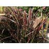 Dochan setý 'Tiny Tails' - Pennisetum advena 'Tiny Tails'  Pennisetum advena 'Tiny Tails'