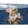 Iris sibirica Peacock Butterfly® 'Jerry Murphy' (3)