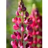 lupinus pages
