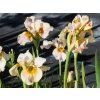 Iris sibirica Peacock Butterfly® 'White Amber' (1)