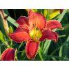 Hemerocallis Red Sakura (2)