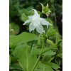 Bohyška jitrocelová 'Aphrodite' - Hosta plantaginea 'Aphrodite'  Hosta plantaginea 'Aphrodite'