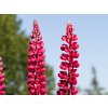 Lupinus 'My Castle' (2)
