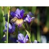 Iris sibirica Peacock Butterfly® 'Banish Misfortune' (1)