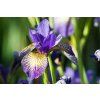 Iris sibirica Peacock Butterfly® 'Banish Misfortune' (2)