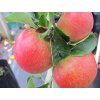 Jabloň 'Lord Lambourne Red'  Malus domestica 'Lord Lambourne Red'